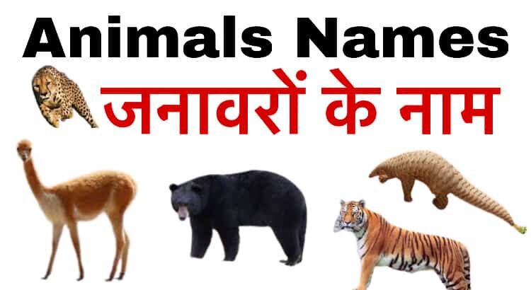 Animals Names in Hindi and English
