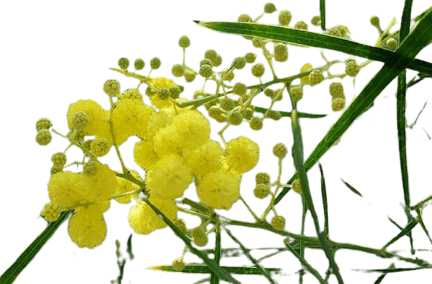 Acacia Flower