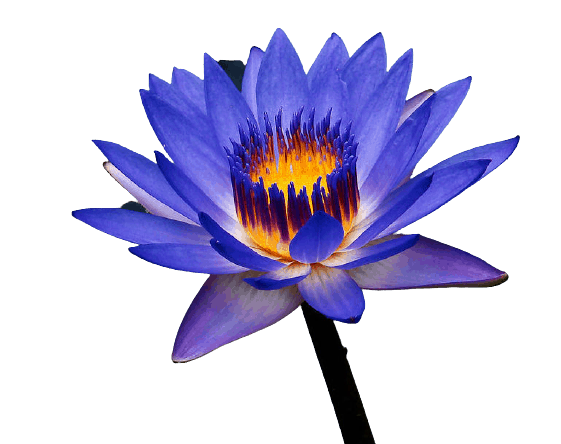 Blue water lily