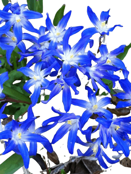 Bluestar Flower Flowers name in hindi and English