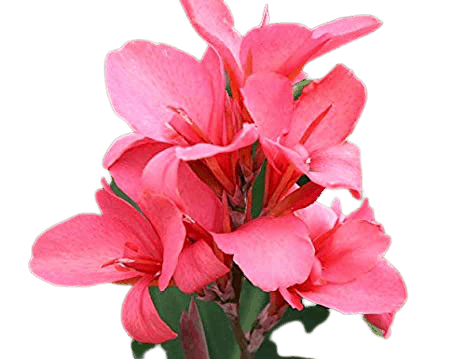 Canna Flower Flowers name in hindi and English