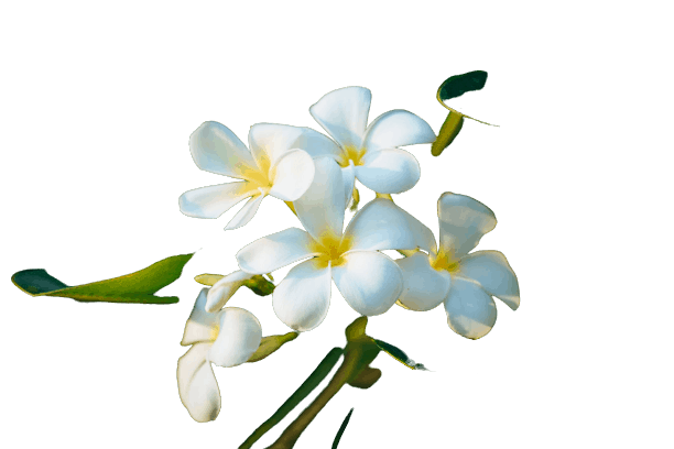 Common white Frangipani Flowers name in hindi and English