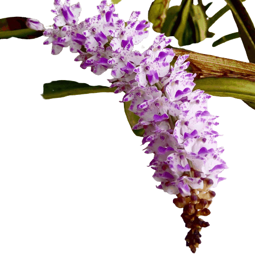 Foxtail Orchid Flowers name in hindi and English