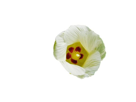 Indain Tulip