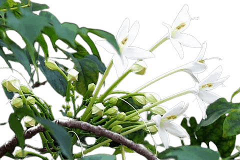 Millingtonia Hortensis