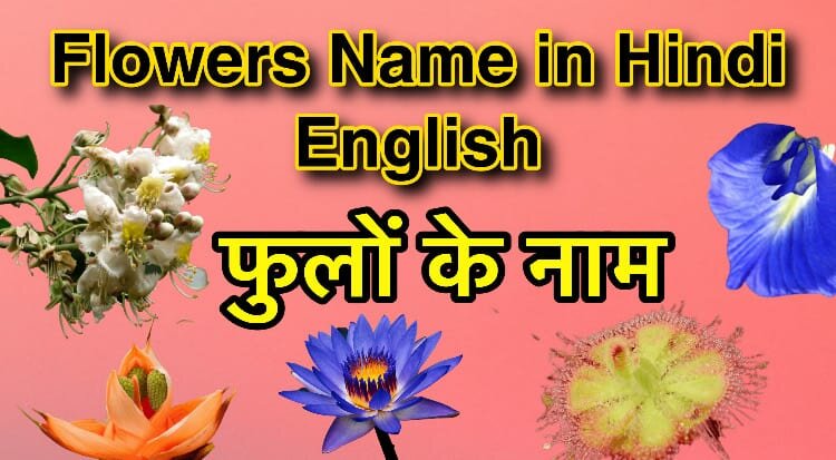 Flowers name in hindi and English