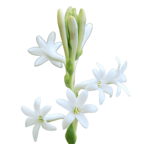 Mexican Tuberose