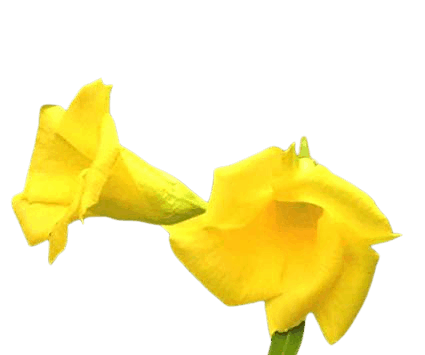 Yellow Oleander Flowers name in hindi and English