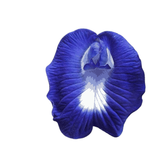 Butterfly Pea Flowers name in hindi and English