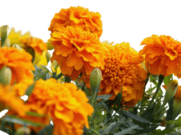 Marigold Flowers name in hindi and English