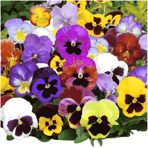 Pansy Flowers name in hindi and English