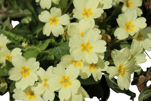 Primrose Flowers name in hindi and English