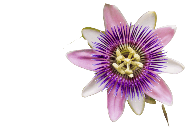 Purple Passion Flowers name in hindi and English